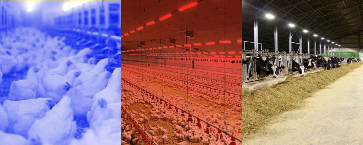Agricultural -Livestock Lighting Agricultural -Livestock Lighting
